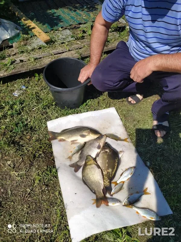 Carp, Roach — Penzenskaya oblast, Aug 05, 2023
