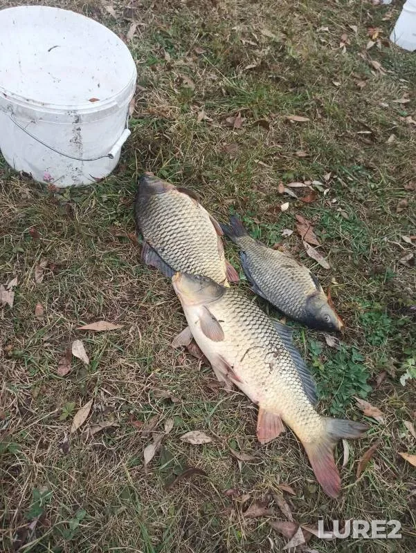 Carp — Penzenskaya oblast, Oct 03, 2023