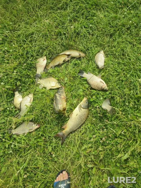 Carp, Crucian carp — Kutlya, Jun 11, 2024