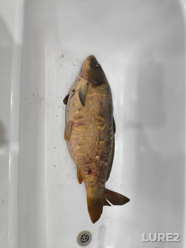 Carp — Penzenskaya oblast, Oct 13, 2024