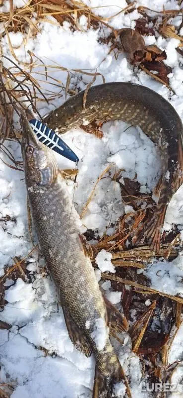 Pike — Yulovka, Nov 16, 2024