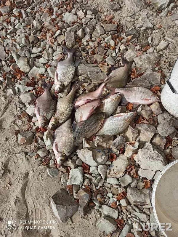 Bream, Crucian carp — Penzenskoye, Sep 25, 2024
