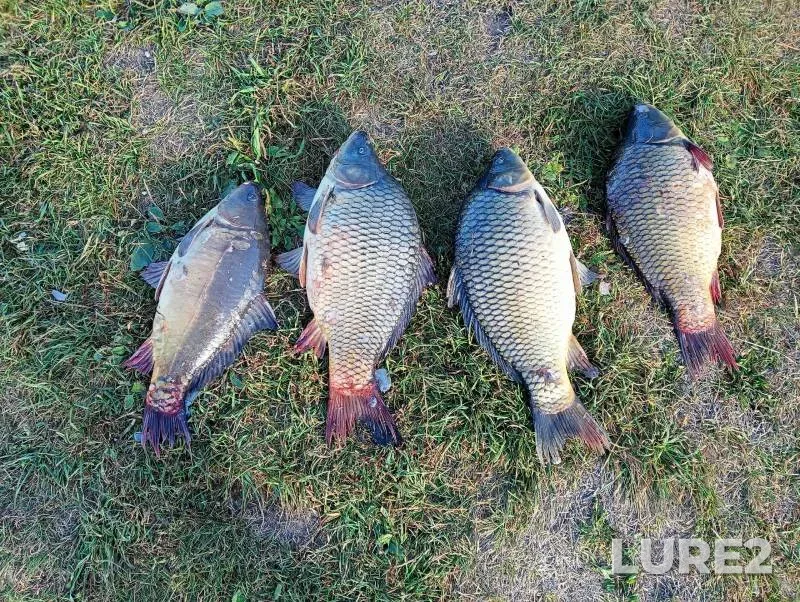 Carp — Penzenskaya oblast, Sep 22, 2024