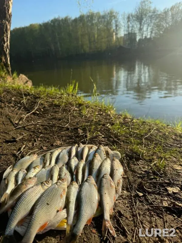 Perch, Roach — Ochakovka, May 01, 2024