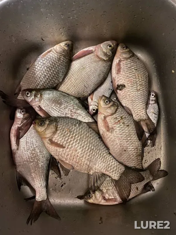 Bream, Crucian carp — Nytvenskiy, May 13, 2024