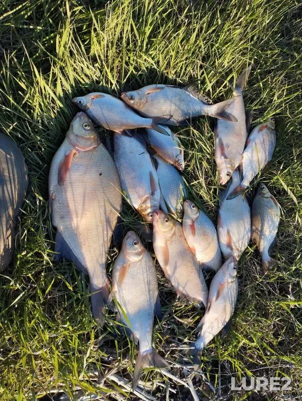 Bream — Tulva, May 26, 2024