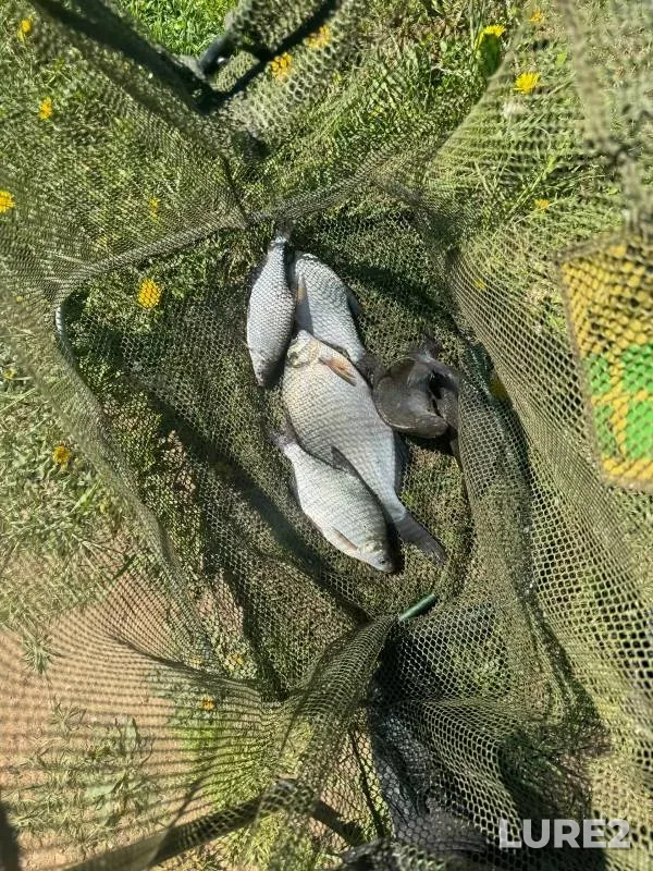 Bream — Moskovskaya oblast, Ruzskiy gorodskoy okrug, May 24, 2024