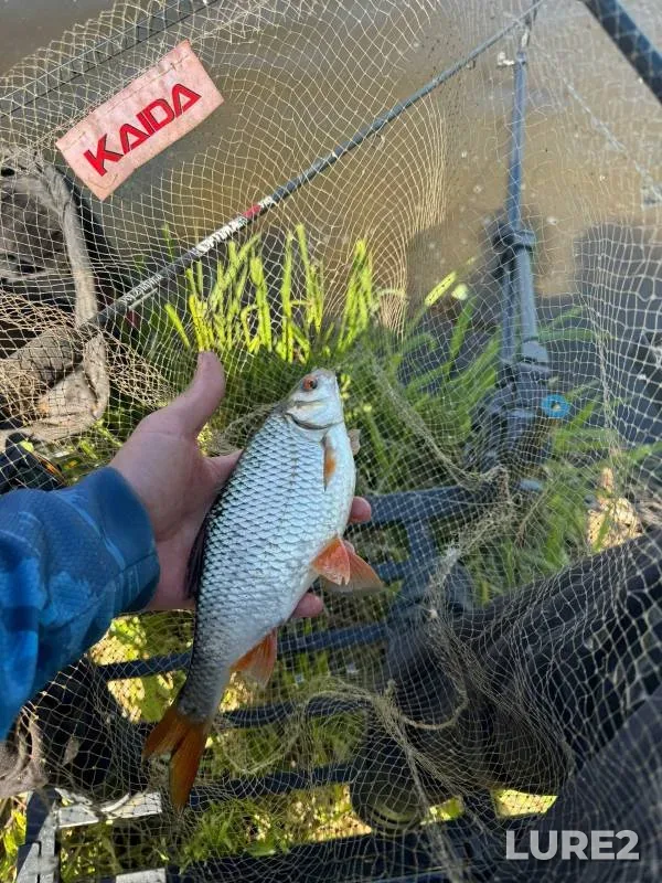 Bream, Perch — Moskva, May 27, 2024