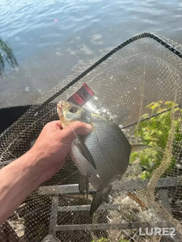 Bream, Roach — Moskva, May 29, 2024