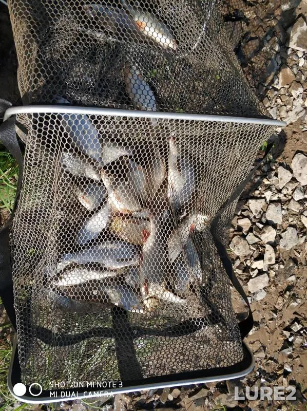 Bream, Roach — Kama, Jun 08, 2024