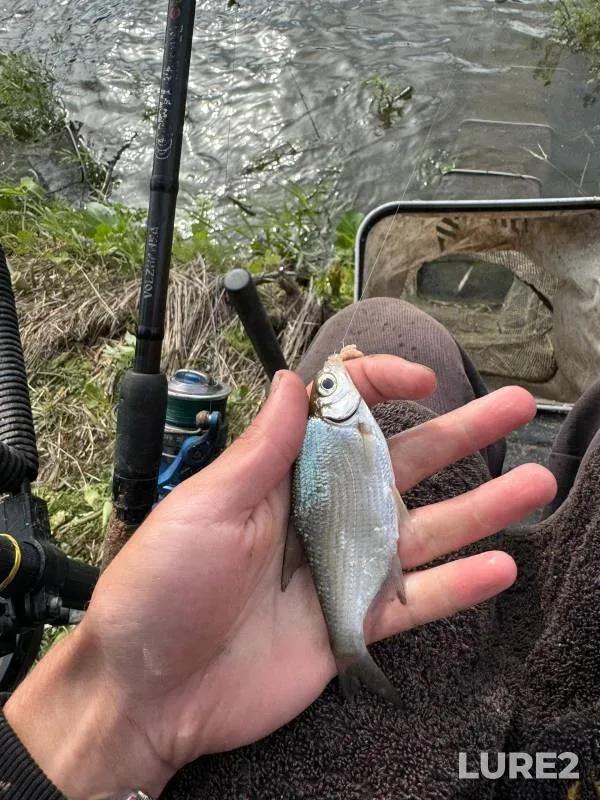 Bream — Sylva, Jul 02, 2024