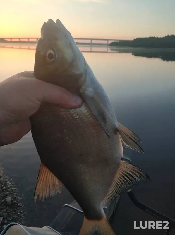 Bream — Permskiy kray, Jul 07, 2024