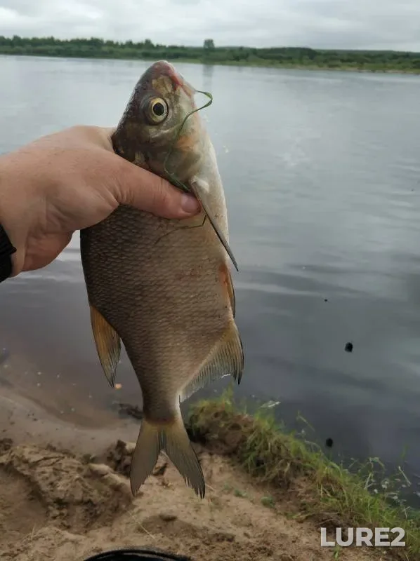 Bream, Chub — Gremyachevka, Jul 20, 2024