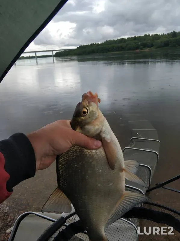 Bream, Chub — Permskiy kray, Aug 06, 2024