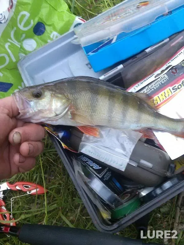 Perch — Pyardomlya, Jun 23, 2018