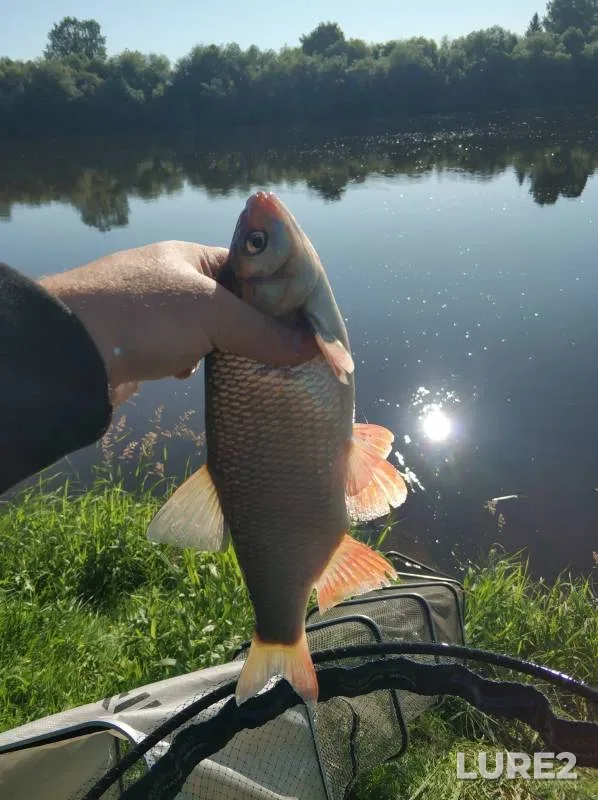 Bream, Ide — Lyzovka, Aug 09, 2024