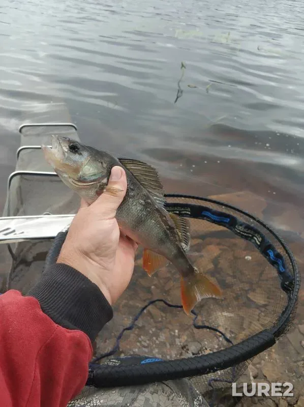 Bream, Perch — Kama, Aug 17, 2024