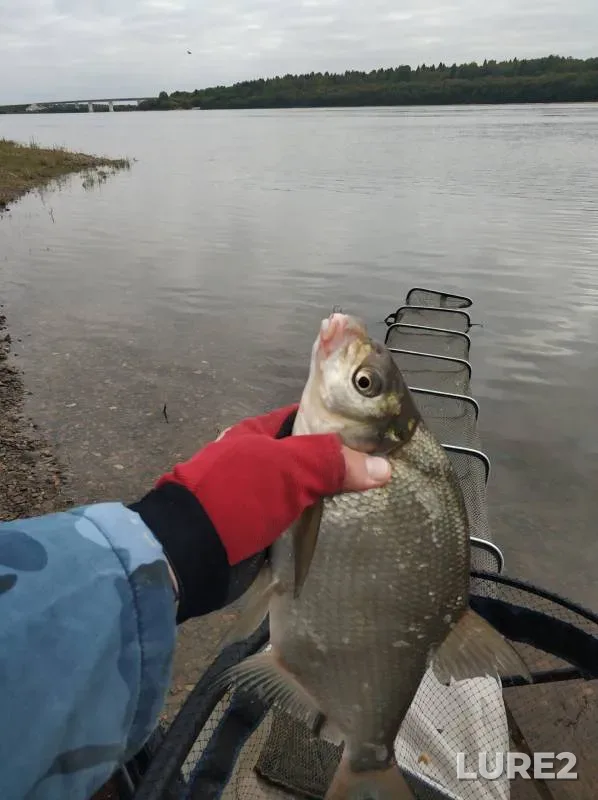 Bream — Permskiy kray, Aug 31, 2024