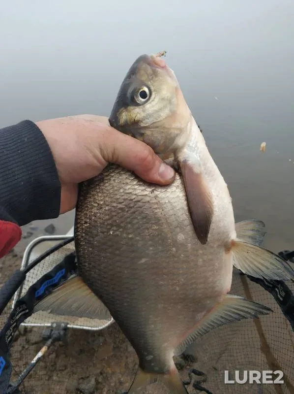 Bream — Permskiy kray, Sep 14, 2024