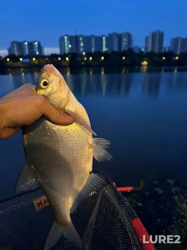 Bream — Moskva, Sep 29, 2024