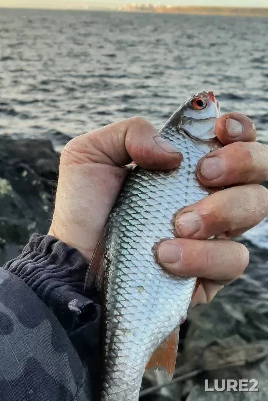 Bream, Roach — Kamskoye, Oct 07, 2024