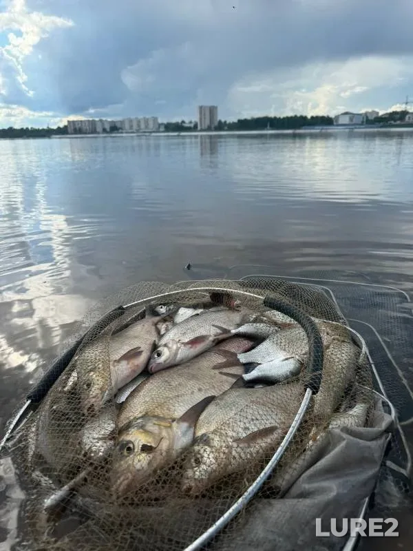 Bream — Kama, Aug 08, 2024