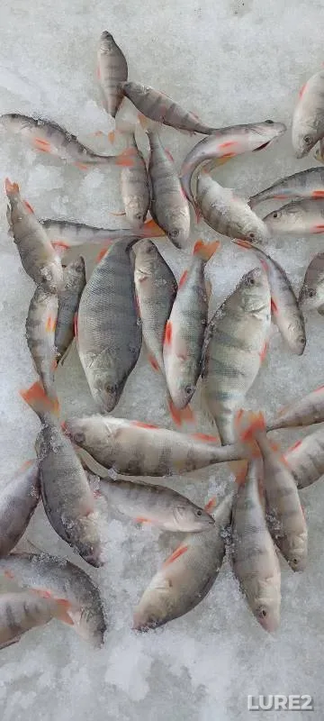 Perch — Kamckoye, Apr 05, 2024