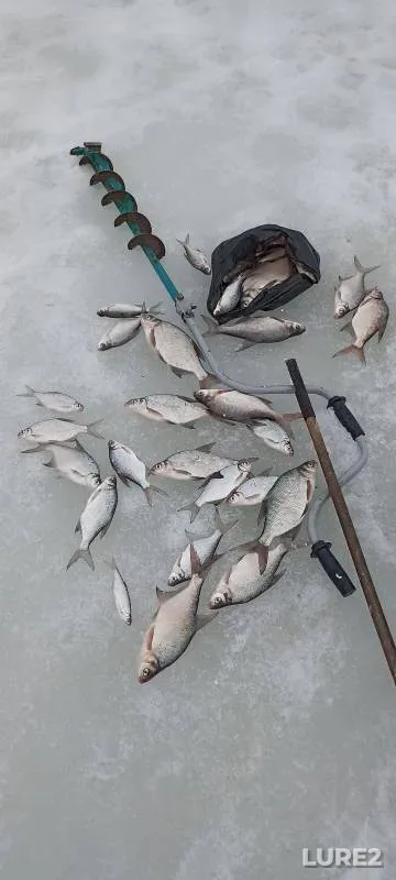 Bream, Roach — Permskiy kray, Mar 26, 2024