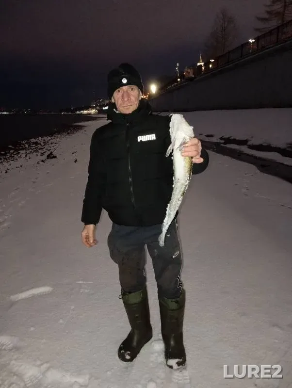 Burbot — Bolshaya Motovilikha, Nov 16, 2024