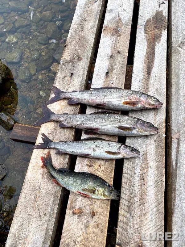 Perch, Pike — Respublika Kareliya, Loukhskiy rayon, Aug 28, 2021