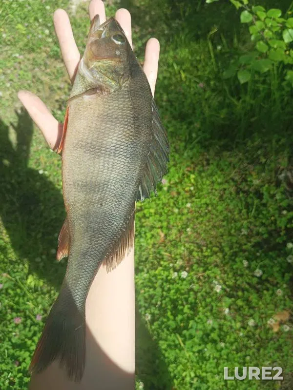 Perch — Punozero, Jul 18, 2024