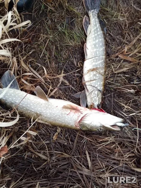 Pike — Megrega, Oct 21, 2024