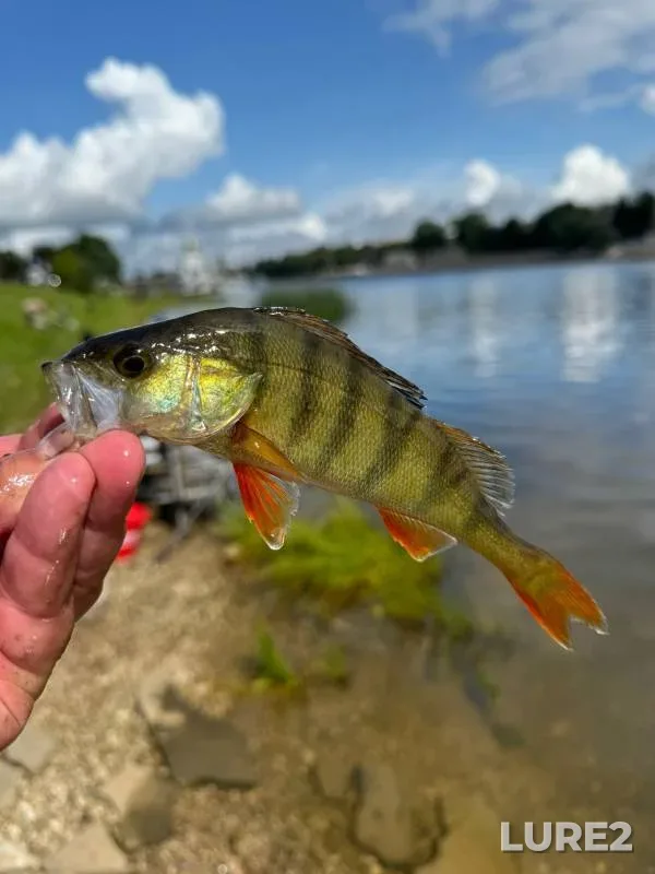 Perch — Velikaya, Aug 04, 2024