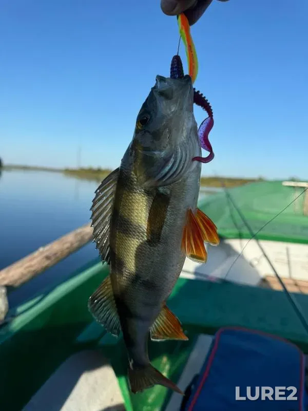 Perch — Terebishchenka, Sep 07, 2024