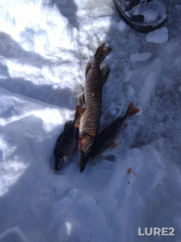 Perch, Pike — Svyatoye, Mar 29, 2018