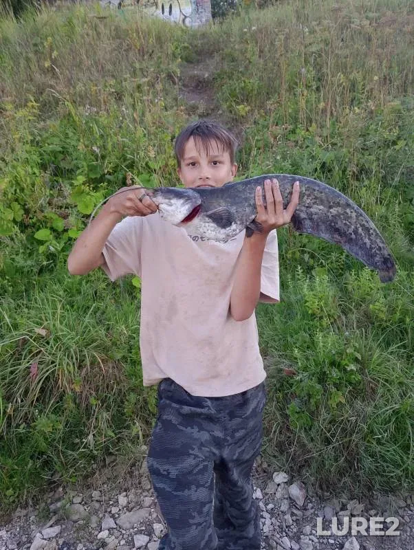 Wels catfish — Velikaya, Aug 06, 2024
