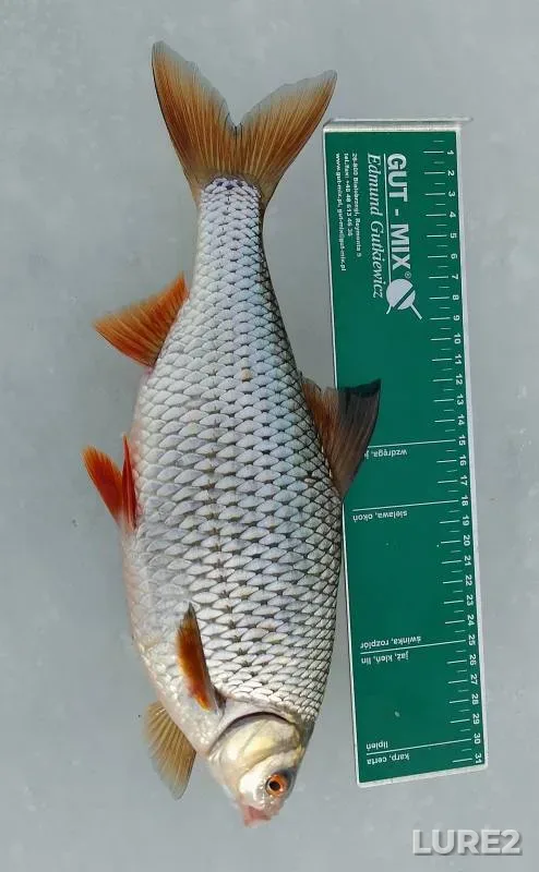 Roach — Lämmijärv / Tyoploye, Feb 28, 2024
