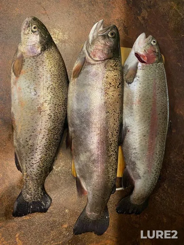 Rainbow trout — Obdyokh, Dec 19, 2021