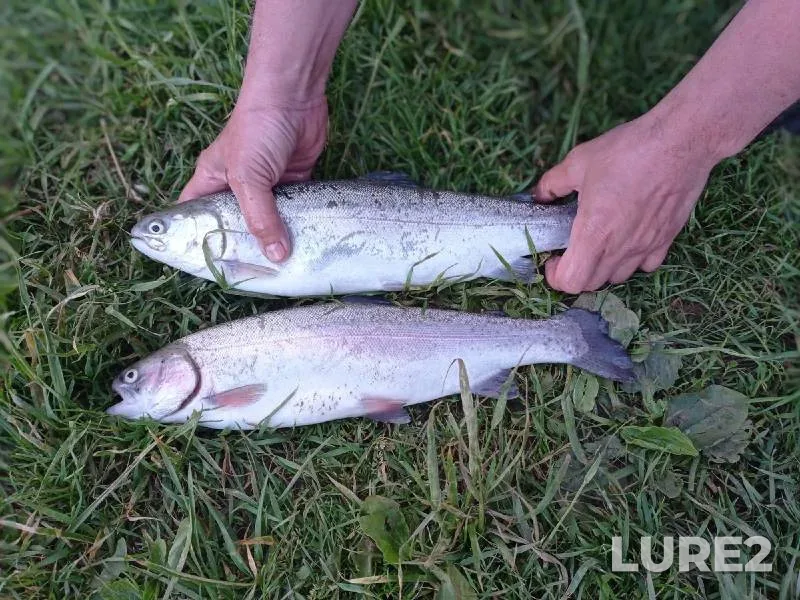 Rainbow trout — Obdyokh, Jun 06, 2022