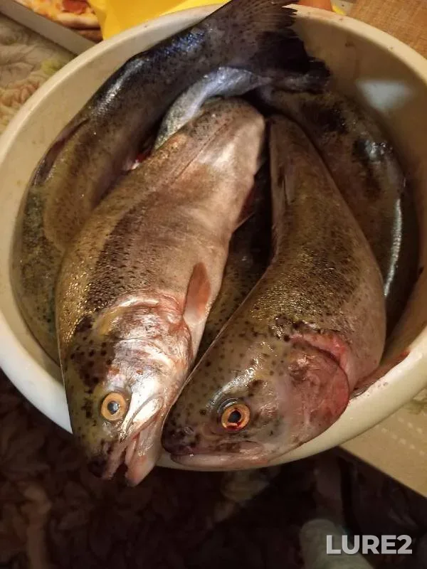 Rainbow trout — Obdyokh, Sep 25, 2022