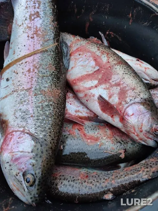 Rainbow trout — Obdyokh, Oct 30, 2022