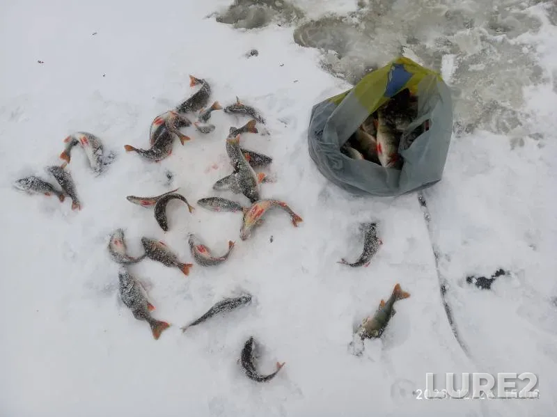 Perch — Pskovskaya oblast, Gdovskiy rayon, Dec 28, 2023