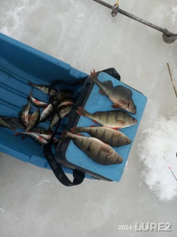 Perch — Listovka, Jan 10, 2024