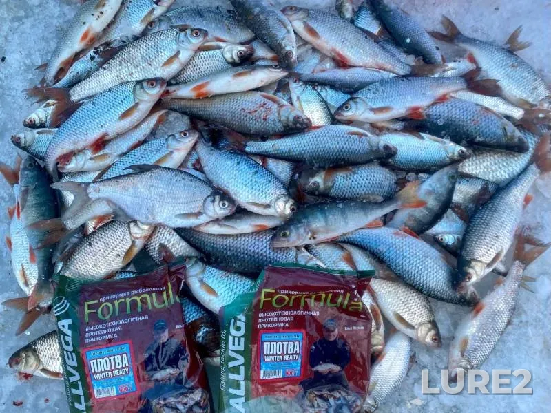 Perch, Roach — Pskovskaya oblast, Gdovskiy rayon, Jan 17, 2024