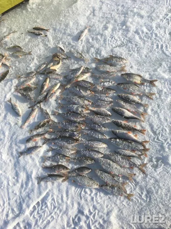 Perch, Roach — Pskovskoye, Feb 10, 2024