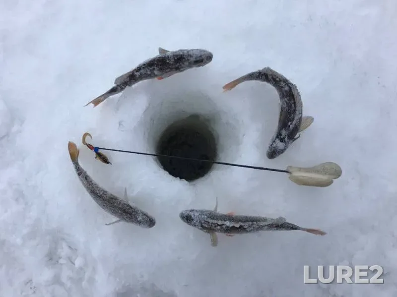 Perch — Ob, Jan 31, 2017