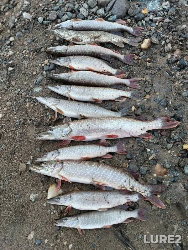Pike — Ob, Sep 03, 2024