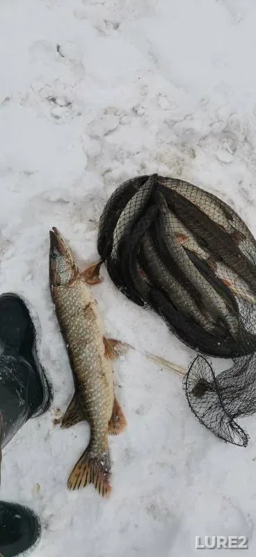 Pike — Khanty-Mansiyskiy avtonomnyy okrug — Yugra, Nov 10, 2024