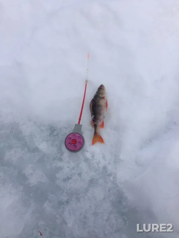 Perch — Pyardomlya, Mar 10, 2018