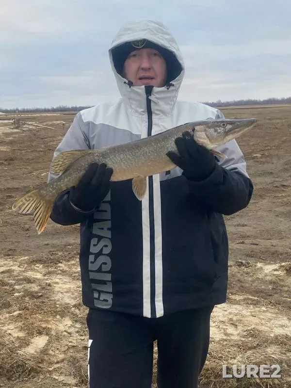 Pike — Khanty-Mansiyskiy avtonomnyy okrug — Yugra, Nov 01, 2024